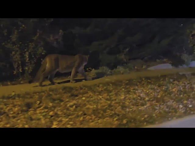 Man fights off mountain lion going after his dog