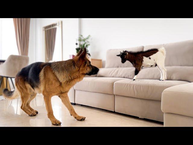 German Shepherd Meets Baby Goat for the First Time