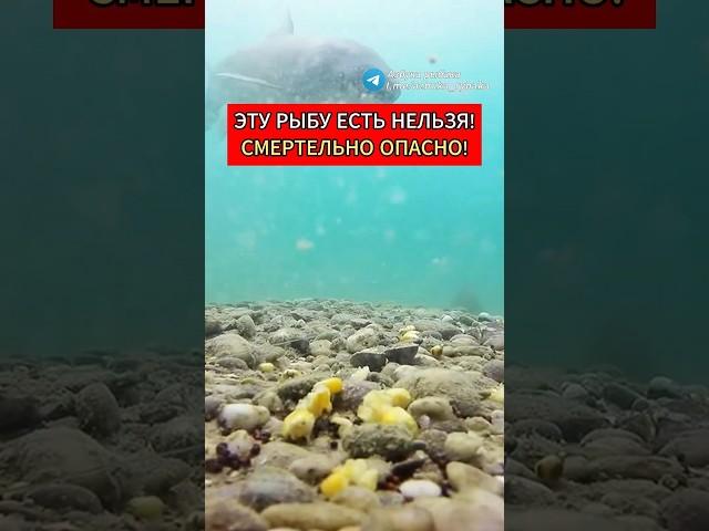 Эту рыбу есть нельзя! Смертельно опасно! #рыбалка #рыбак #рыба