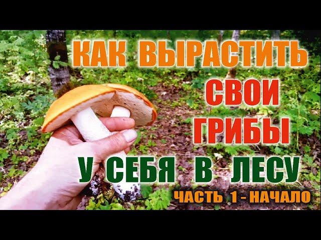 КАК ВЫРАСТИТЬ ГРИБЫ. СВОИ СВОИ БЕЛЫЕ ГРИБЫ И ПОДОСИНОВИКИ. Часть 1 -  РАСЧИСТКА ЛЕСА - НАЧАЛО