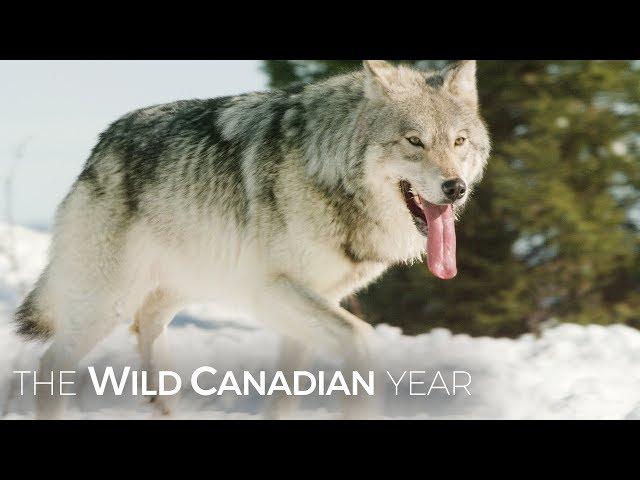 Wolves Hunt Caribou In Quebec’s Northern Forest | Wild Canadian Year