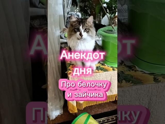 Анекдот дня. #юмор #озвучка #cat #анекдоты