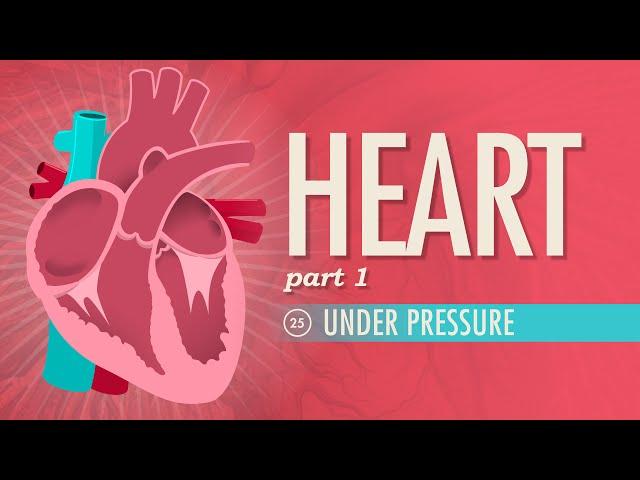 The Heart, Part 1 - Under Pressure: Crash Course Anatomy & Physiology #25