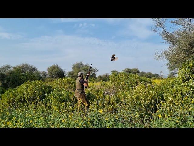 Partridge hunting in pakistan by waqaas khan 2023,2024