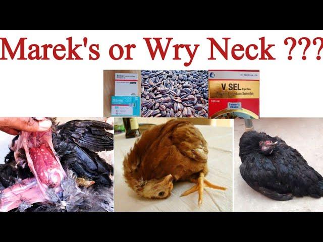 Wry Neck in Chickens or Marek's Disease ? | Poultry Health Care with Dr. ARSHAD