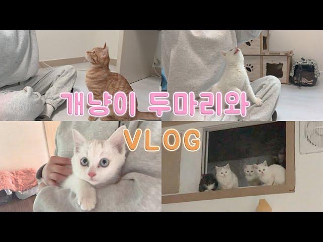 [VLOG] 개냥이 두마리 브이로그｜매일 돌보는 길냥이 가족 첫 입양 보내기