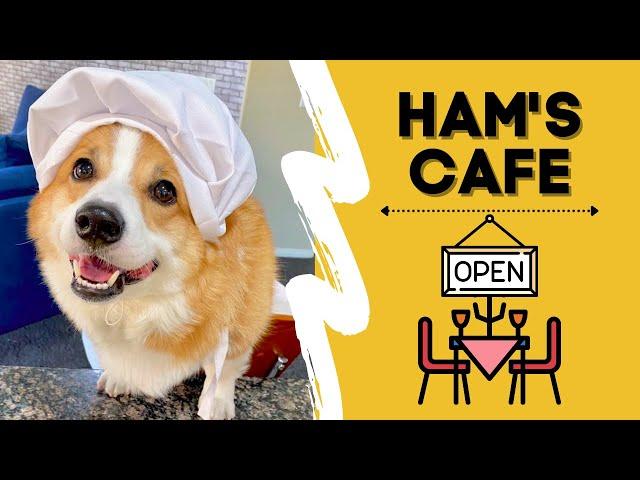 Corgi Opens Restaurant Business and Becomes A Celebrity Chef! | Hammy and Olivia