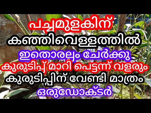 പച്ചമുളക് കുരുടിപ്പിൽ നിങ്ങൾ അറിയാതെ പോകുന്നകാര്യം ഇതാണ്, a1luckylifemedia