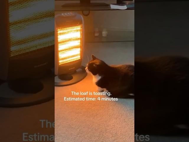 Funny animal videos I found on Instagram and Tiktok #shorts #funnyanimals #cat #funnypets #funny