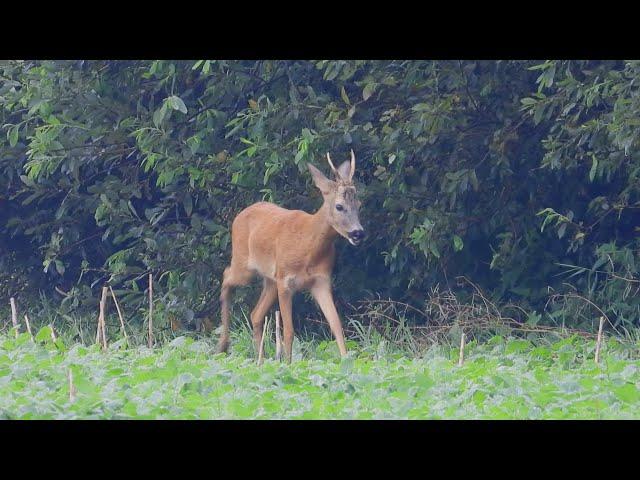 Spotkane wśród pól i łąk cz. 2 / Met on the fields and meadows part 2