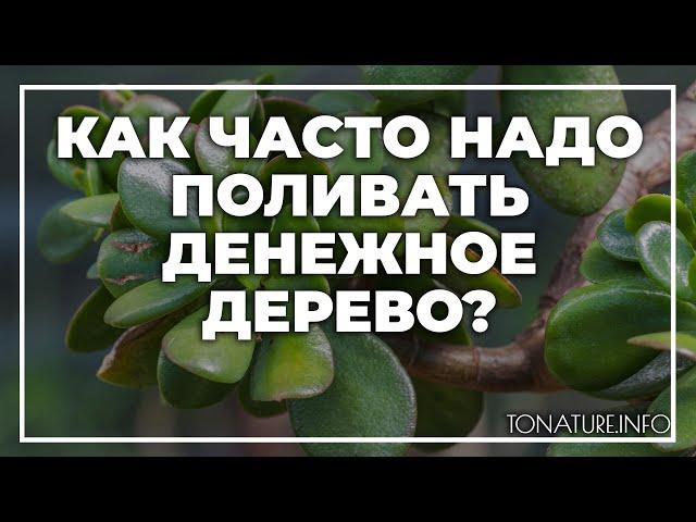 Как часто надо поливать денежное дерево? | toNature.Info