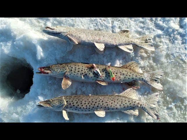 Амурские щуки не дают расслабиться. Лучшие приманки дня по щуке