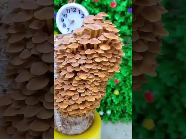 Mushrooms have a fast growth rate, doubling in size in 24 hours. That's growing 4% an hour