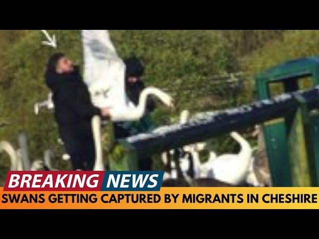 BREAKING NEWS: MIGRANTS ALLEGEDLY ATTEMPT TO STEAL SWAN IN CHESHIRE