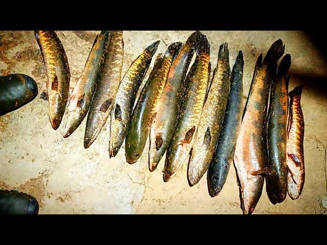 Snakehead Fishing Rewards The Beauty Of Landed Fishes