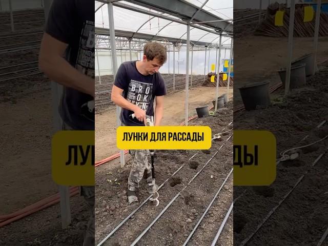 Лунки для рассады #марьянская #помидоры #теплица #высадка #маргари #лунки