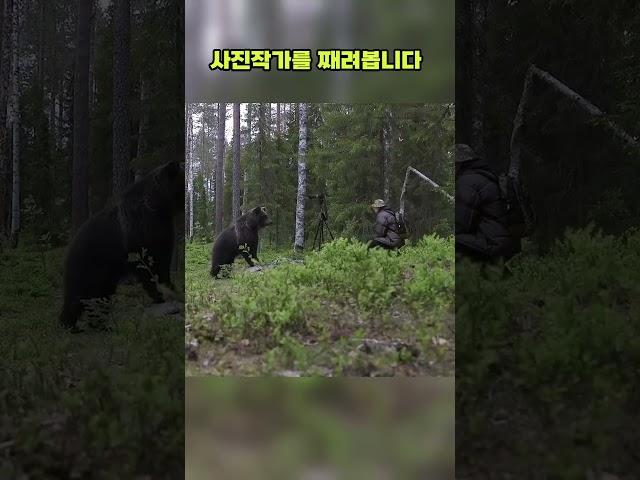산에서 야생 곰과 마주친다면? 죽은척..?