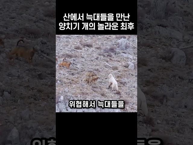 산에서 늑대들을 만난 양치기 개의 놀라운 최후