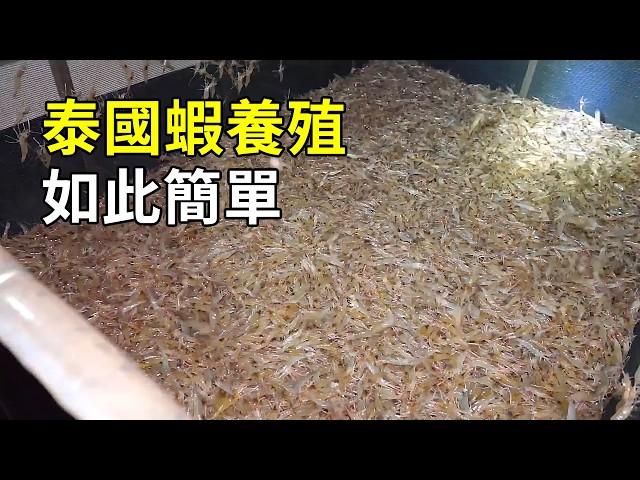 羅氏沼蝦的秘密，養殖過程大開眼界