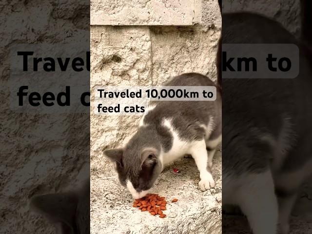 My Dream Holiday (feat. cats)