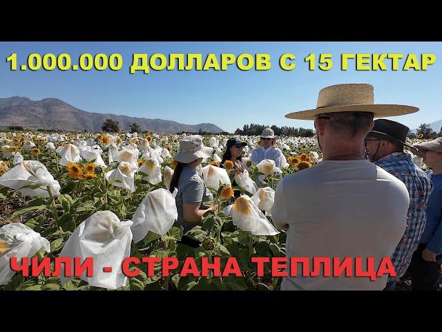 Кукуруза и подсолнечник зимой! Сельское хозяйство Чили. Фермеры Чили. Селекция, семена и черешня