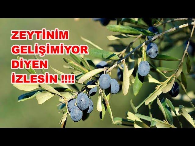 Zeytin Ağaçlarımız Neden Gelişmiyor?  Zeytin Bakımı Nasıl Yapılır?