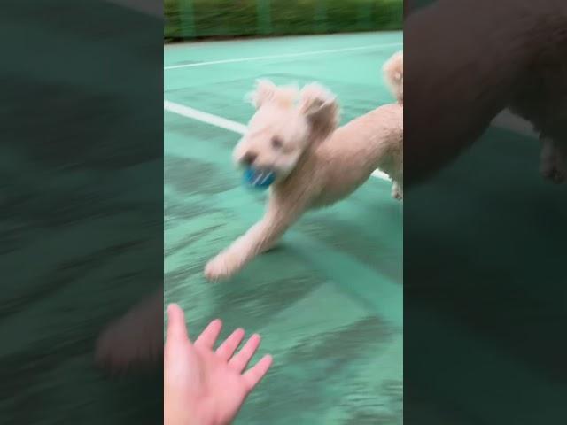 사랑해 꾸러기 #강아지 #강아지브이로그 #토이푸들 #poodle #반려견 #산책 #공놀이 #꾸러기