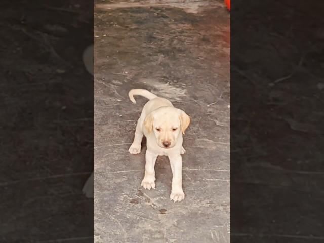 #dog #doglover #dog #doglover #music  #cute #video #breed #puppy #breed #viralvideo #pets #cutedog