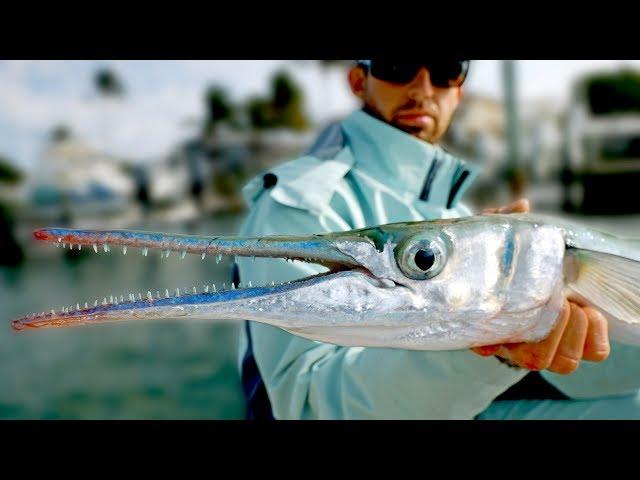 Giant Houndfish, Jacks and Sharks - Inshore Fishing in Florida - ft. Paul Cuffaro