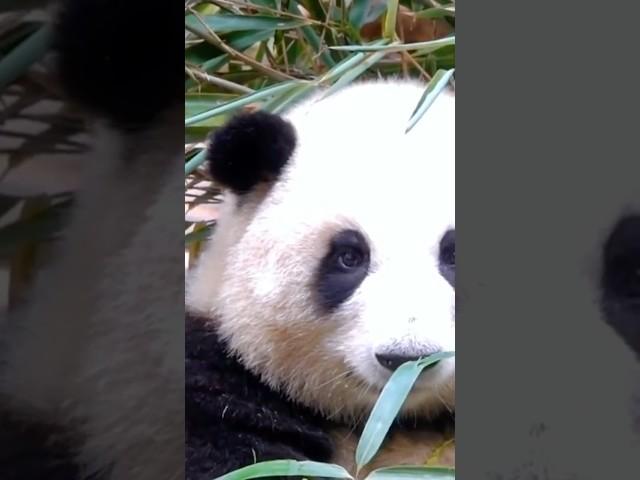 Meet Hua Hua, the cutest panda in the world!