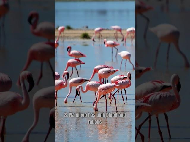 5 Interesting Flamingo Bird Facts