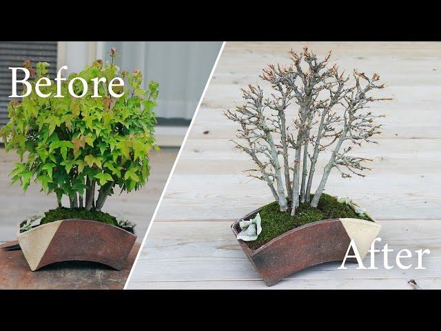 Bonsai Tree Transformation: Japanese Maple (Kaede) Styling by Japanese Expert || Wazakura Japan