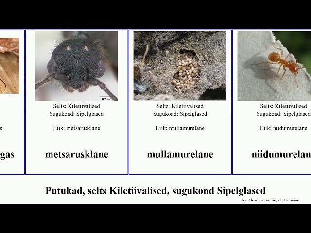 Putukad, selts Kiletiivalised, sugukond Sipelglased hall insect murelane tavarautsik niidurautsik