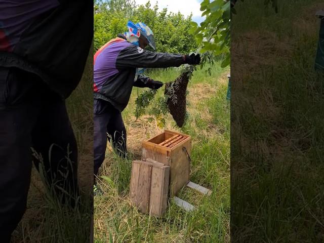 Bee Swarm Shaken into Hive from Acacia Branch!  Close-Up