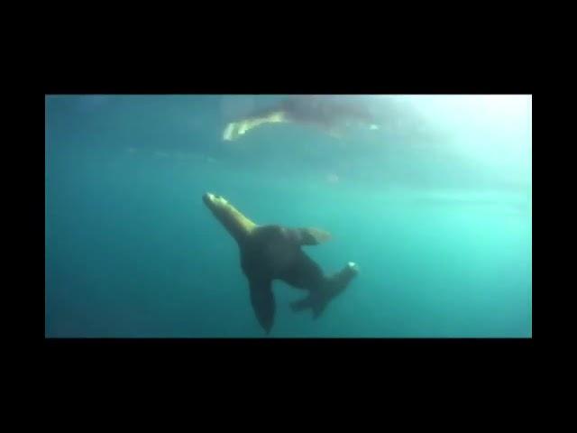 Positive Futures Magazine - Pair of Sea Lions underwater, Valdez, Alaska