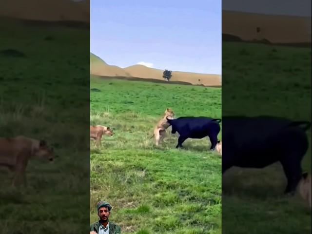 صدام الأسد والجاموس نهاية غير متوقعة#shorts