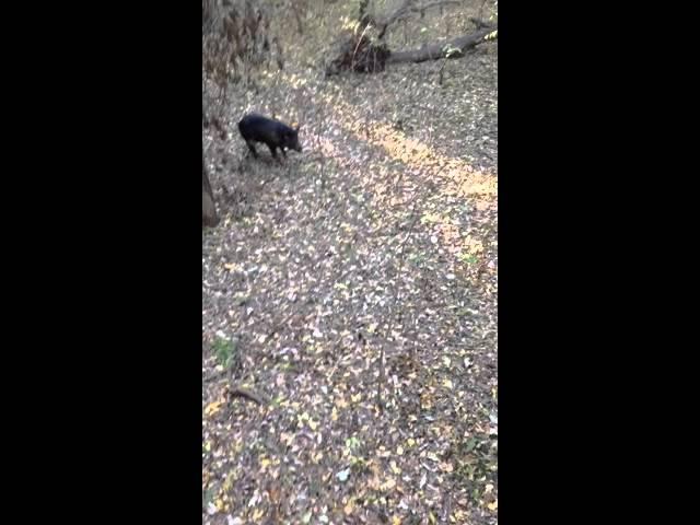 Wild boar kill with Glock