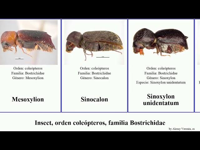Insect, orden coleópteros, familia Bostrichidae sericea linearis ypsilon Lyctus Endecatomus Yuga