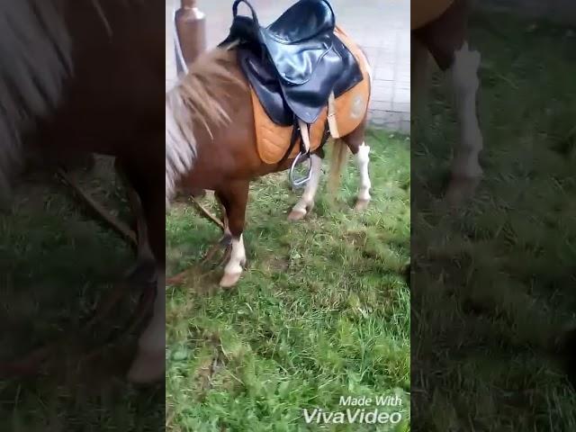 Знакомство с Пони! Архив !