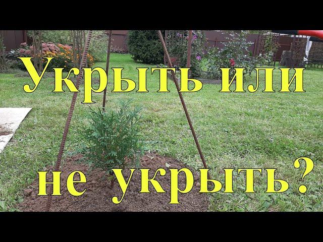 Укрыть или не укрыть хвойные растения в зиму?