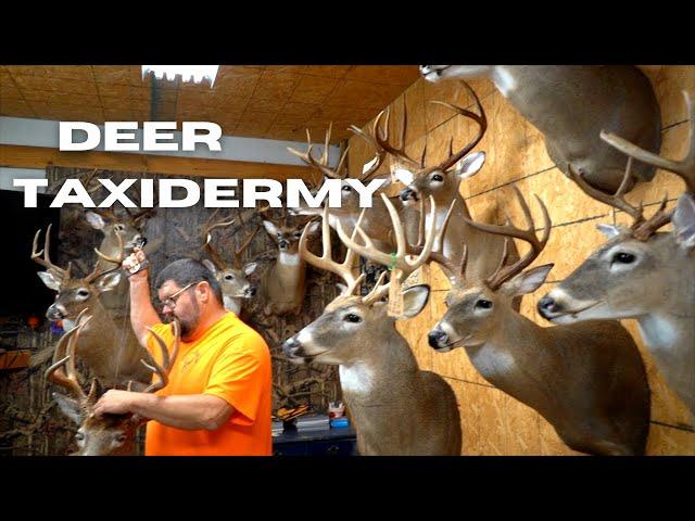 Deer Taxidermy (*THE PROCESS*)