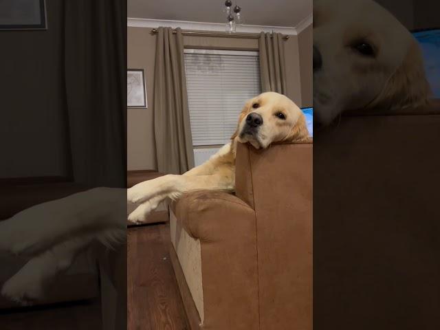 not a single thought  #goldenretriever #funny #puppy #dog #dogoftheday #dogbreed #pets