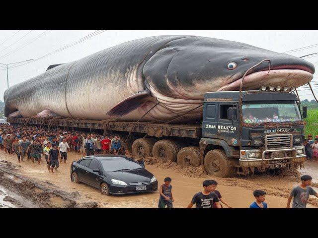 Ikan Lele Raksasa Pemakan Manusia Akhirnya Berhasil Ditangkap, Tak Disangka Besarnya Segini.