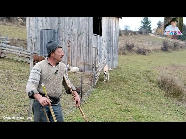 La stâna lui Fitigau Gheorghe din Săcel, Maramureș