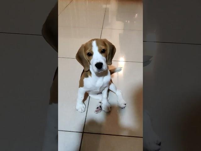 Cute Beagle Puppy Video - 4 Month-old Beagle Female Puppy #cutepuppy #furbaby #beaglepuppy #doglover