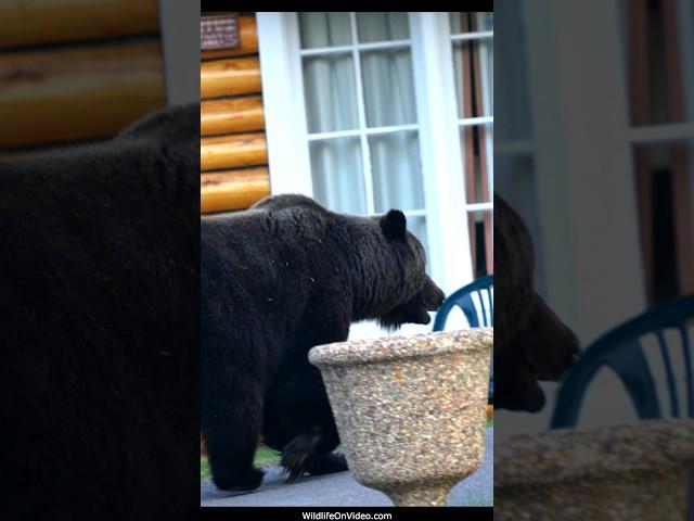 Huge Grizzly Bear Boar Visits Cabins