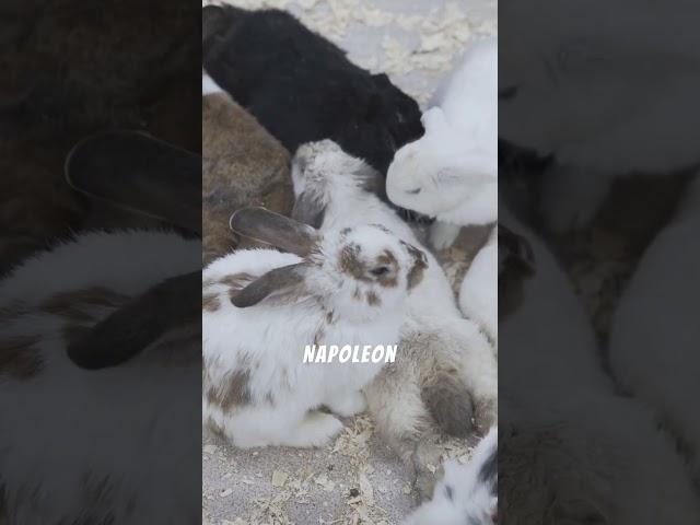 Napoleon vs. 1000 BUNNIES?!  True Story! #Shorts #viral