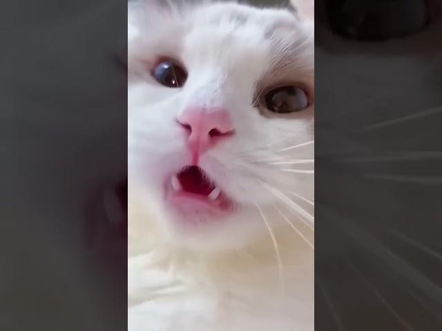 Cat Talking & Monkey’s Hilarious Reaction!  | Must-See Animal Comedy