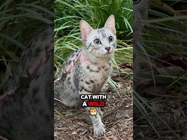 Meet the Egyptian Mau: The Spotted Speedster!