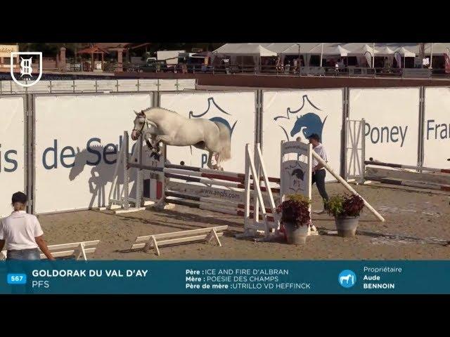 Sologn'Pony 2019 - Poney Français de Selle - Étalons de 3 ans approuvés